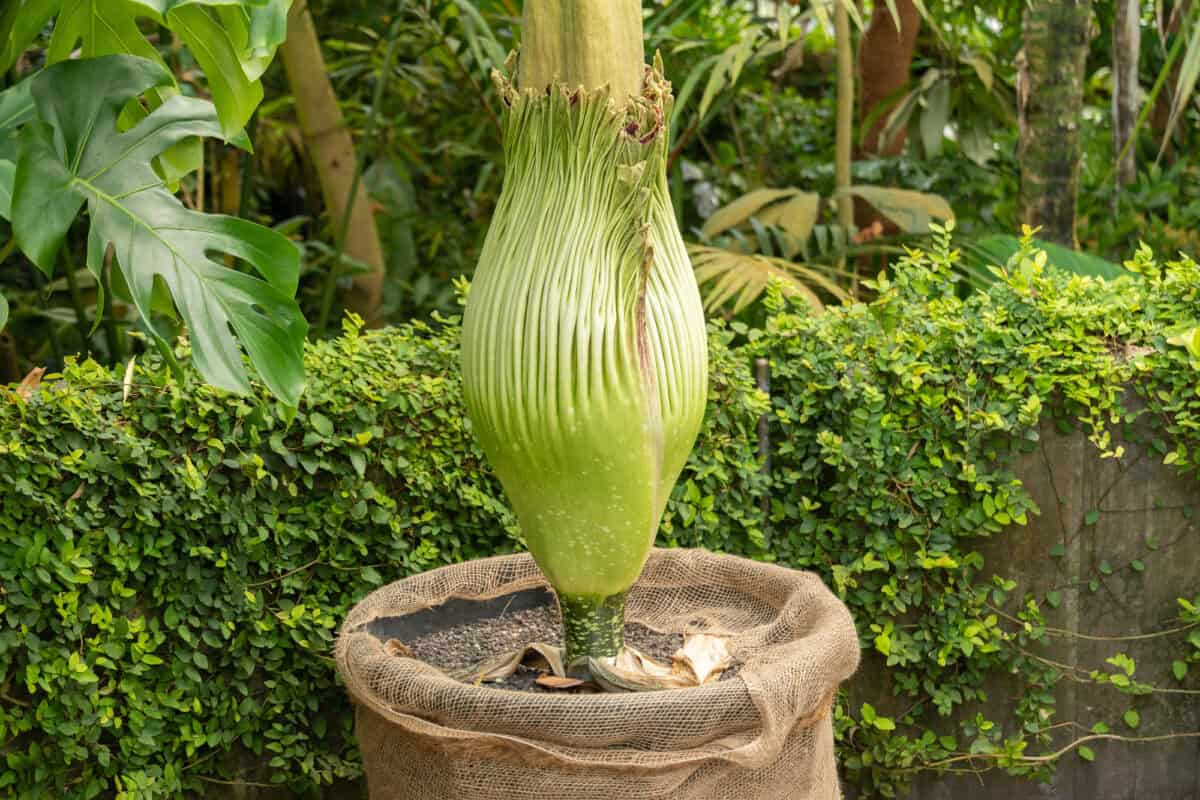 Zurich, Switzerland, May 22, 2023 Titan arum or Amorphophallus Titanum flower at the botanical garden