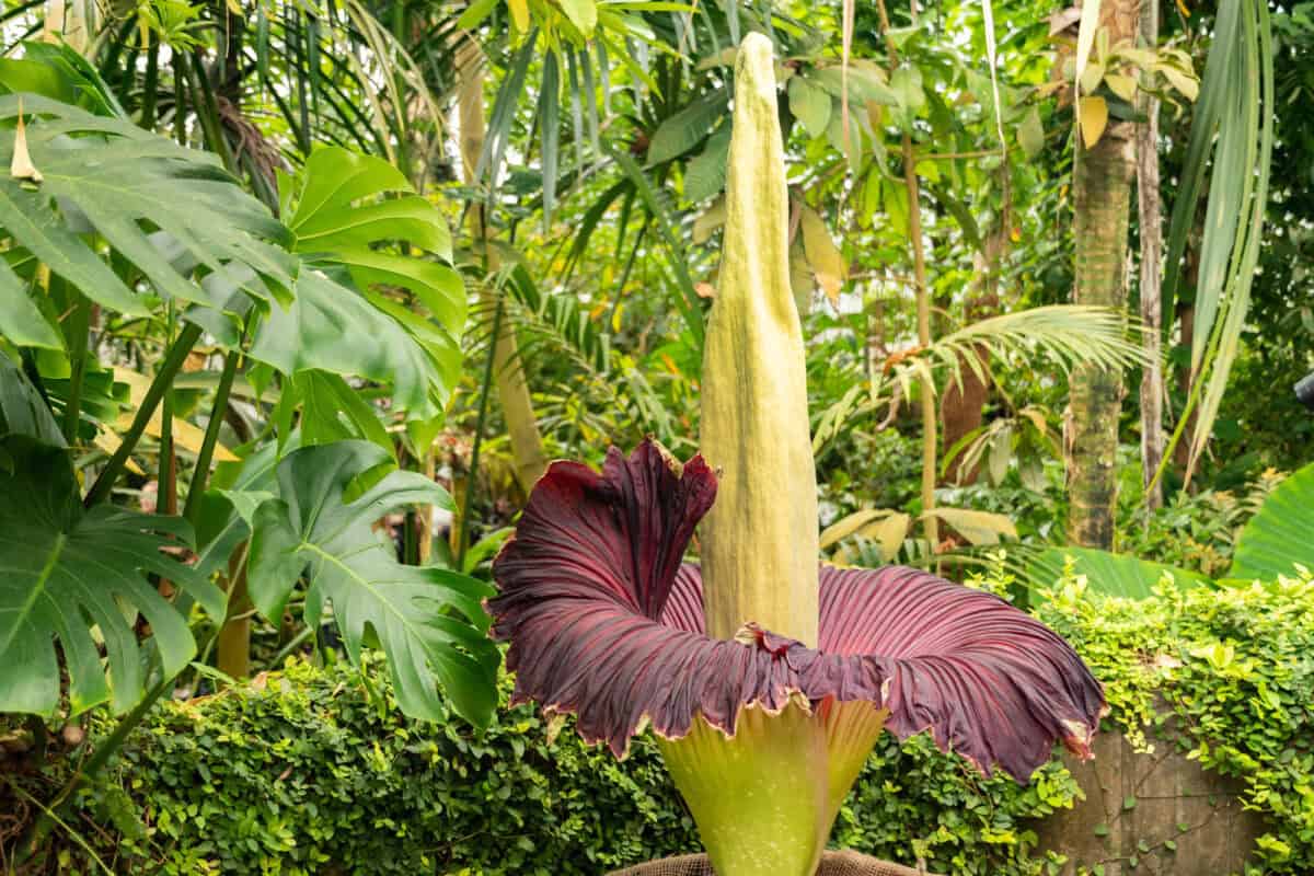 Zurich, Switzerland, May 24, 2023 Titan arum or Amorphophallus Titanum at the botanical garden.