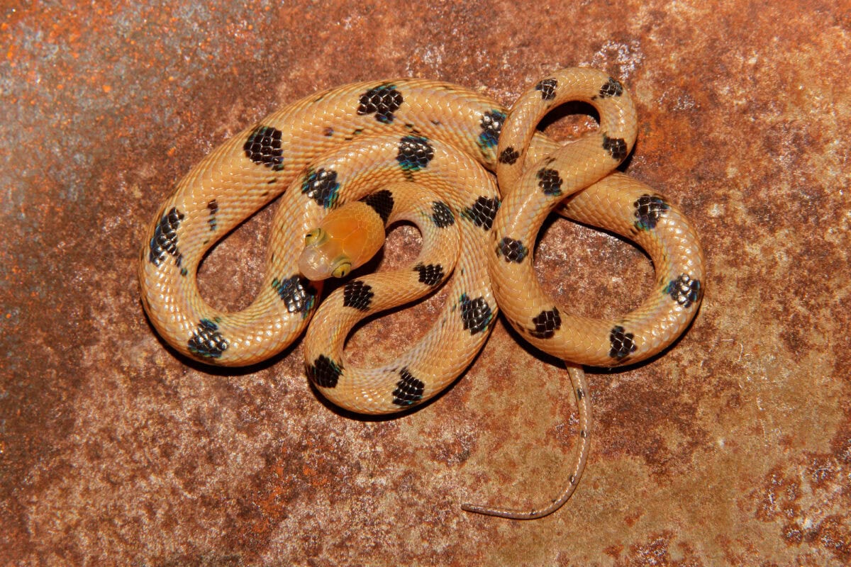Eastern tiger snake
