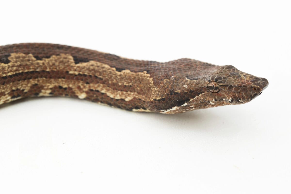 Chacoan speckled boa