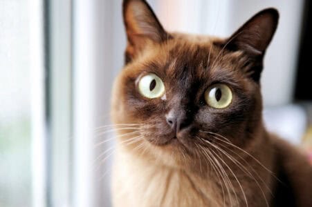 10 Cat Breeds That Act Like Dogs