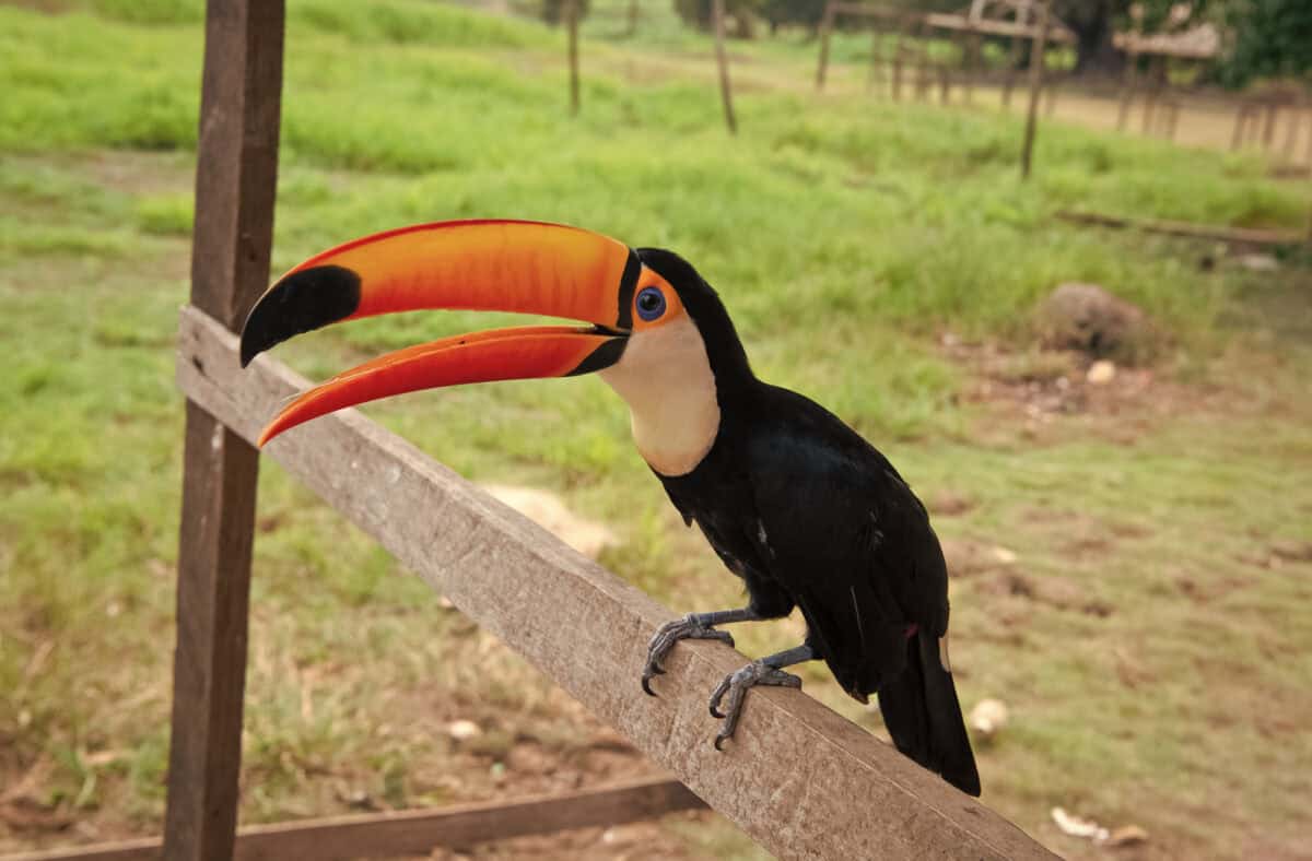 Image of toucan with beak outside. toucan with beak outdoor. toucan with beak in wildlife. toucan bird with orange beak.