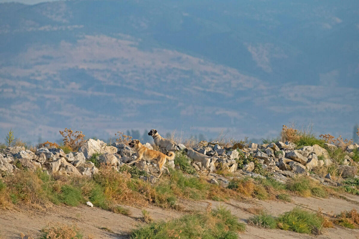 Feral Dogs