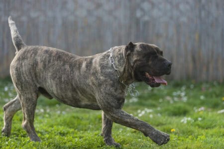 8 Dog Breeds That Experts Say Should Not Be Kept as Pets