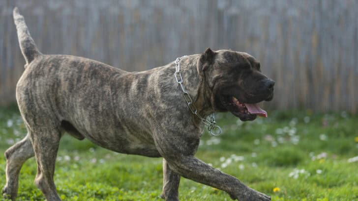 8 Dog Breeds That Experts Say Should Not Be Kept as Pets