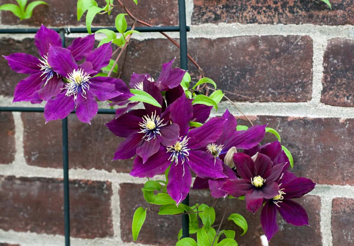 Purple Rosemoor Clematis