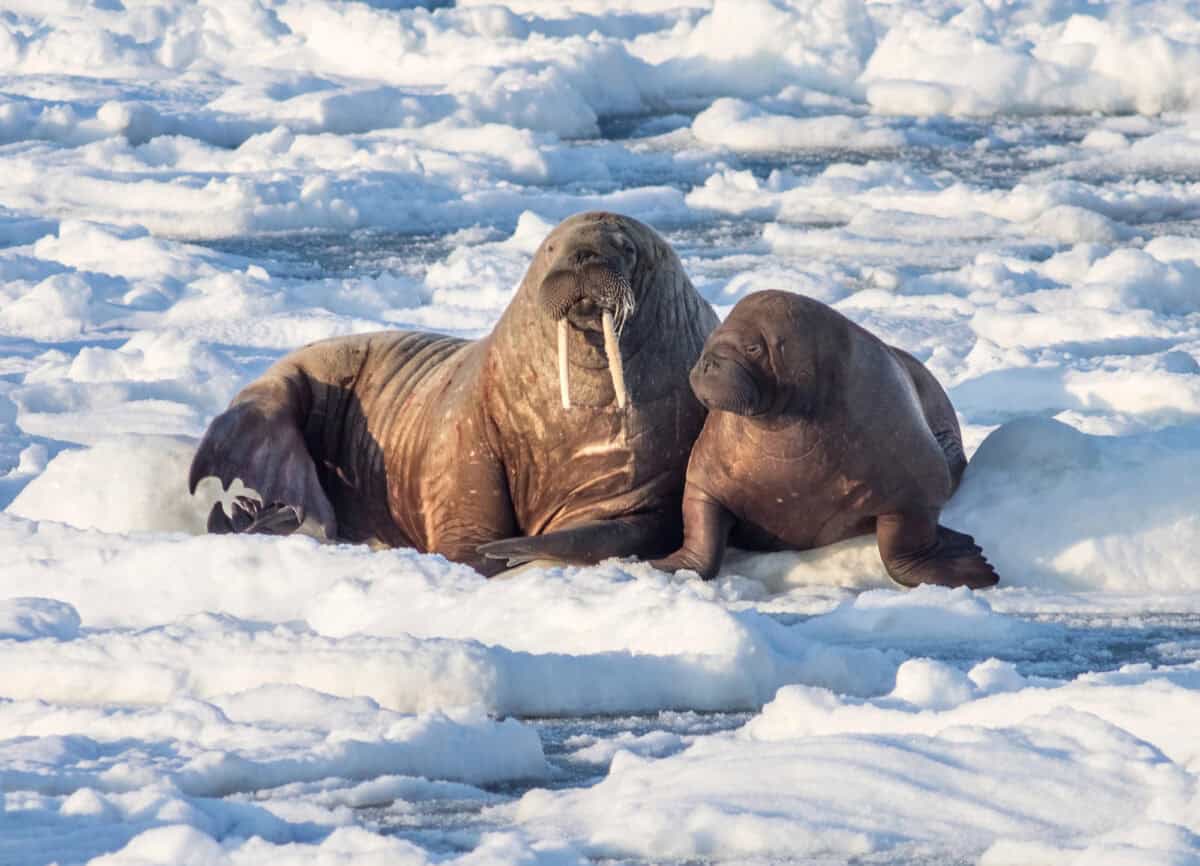 Couple of walruses on the ice - Arctic, Spitsbergen.