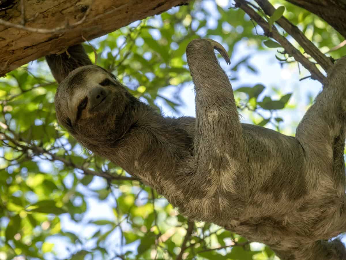 Sloth three toed, Bradypus tridactylus, in the city park in Cartagena. Columbia