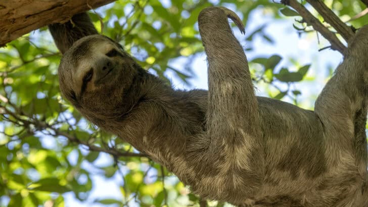 How Sloths Help Support Mini-Ecosystems in Their Fur
