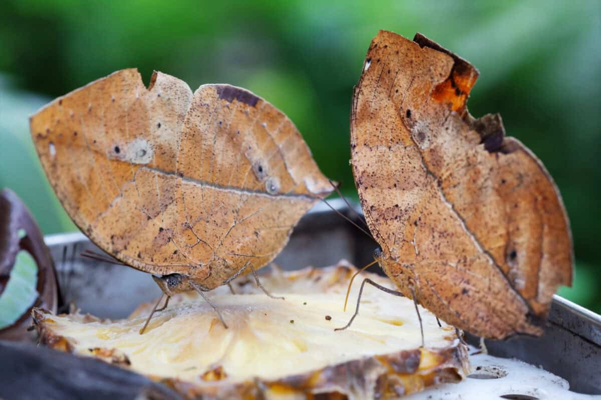 Mimicry