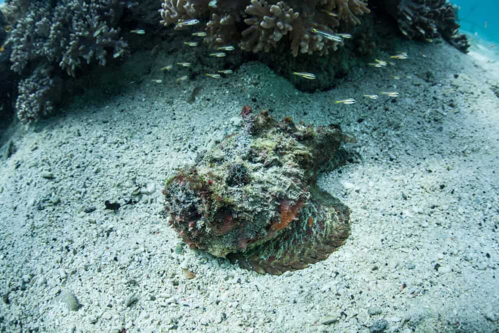 Well-camouflaged stonefish