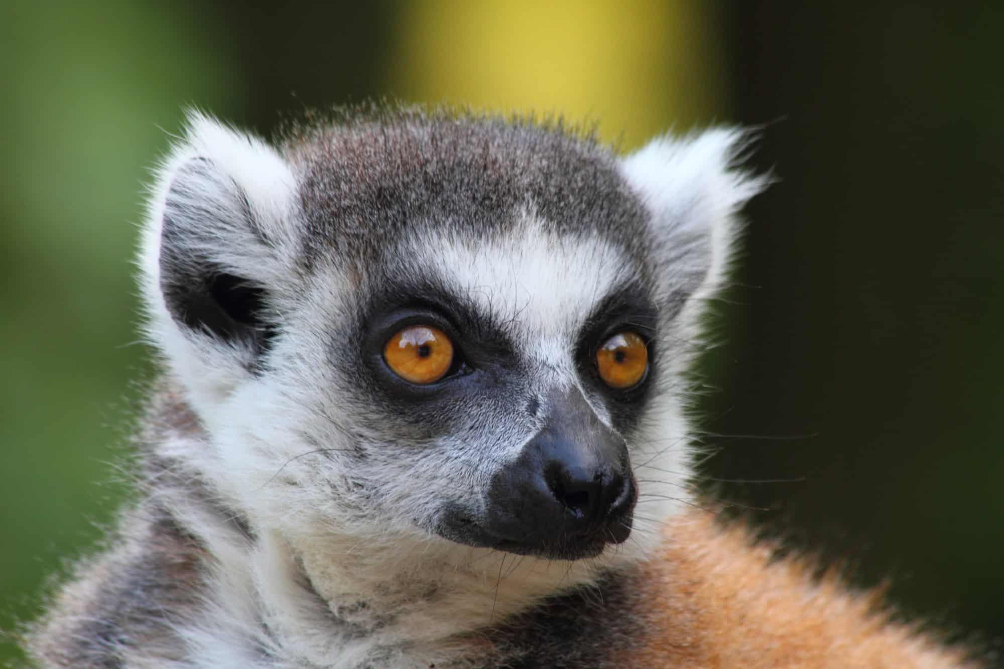 14 Real Creatures That Look Like Monsters - Animals Around The Globe