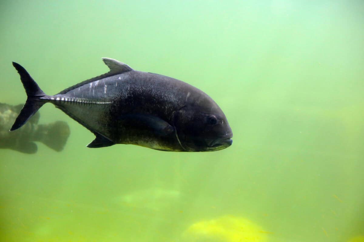 Giant trevally fish in aquarium water