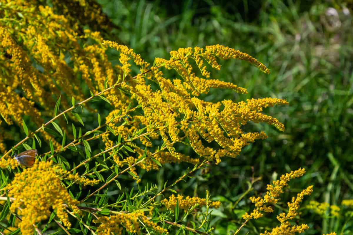 Goldenrod