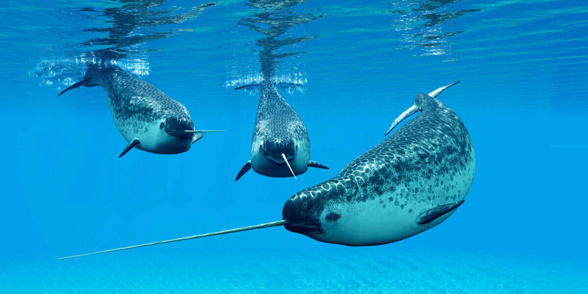 narwhal