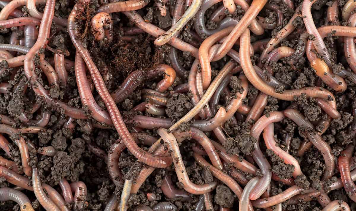 Garden compost and worms - earthworms in black soil, top view. Recycling plant and kitchen food waste into a rich fertilizer.
