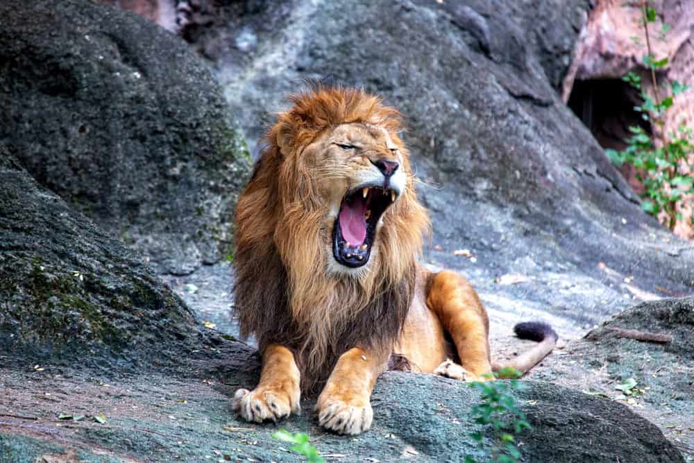 Der afrikanische Löwe