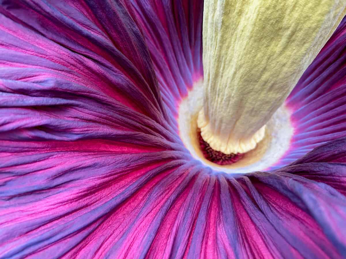 Beautiful colorful titan arum as background, closeup 