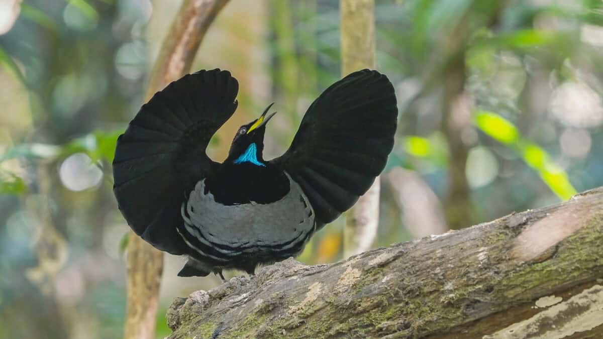 Paradise Riflebird