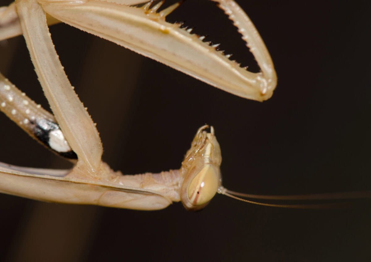 European mantis Mantis religiosa. La Lajilla. La Aldea de San Nicolas. Gran Canaria. Canary Islands. Spain.
