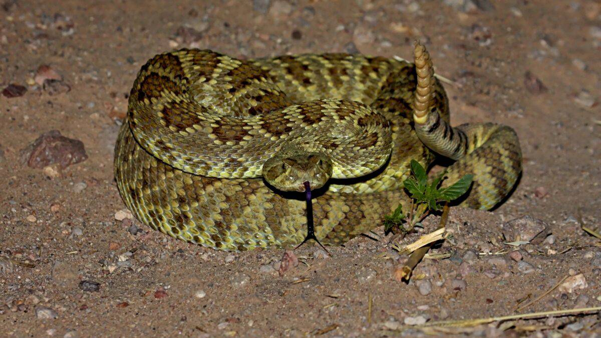 Mojave green