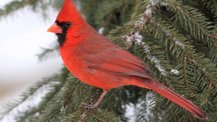Top 10 Animals and Wildlife in North Carolina