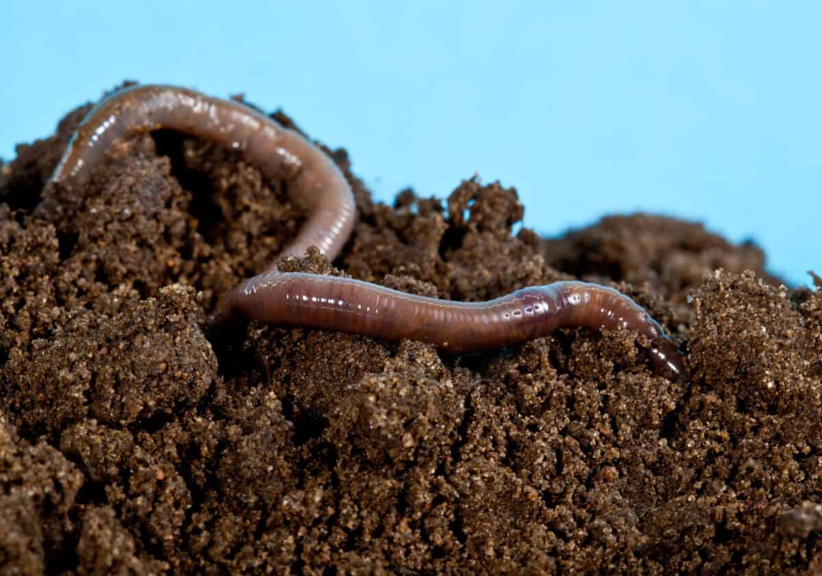 slow worm