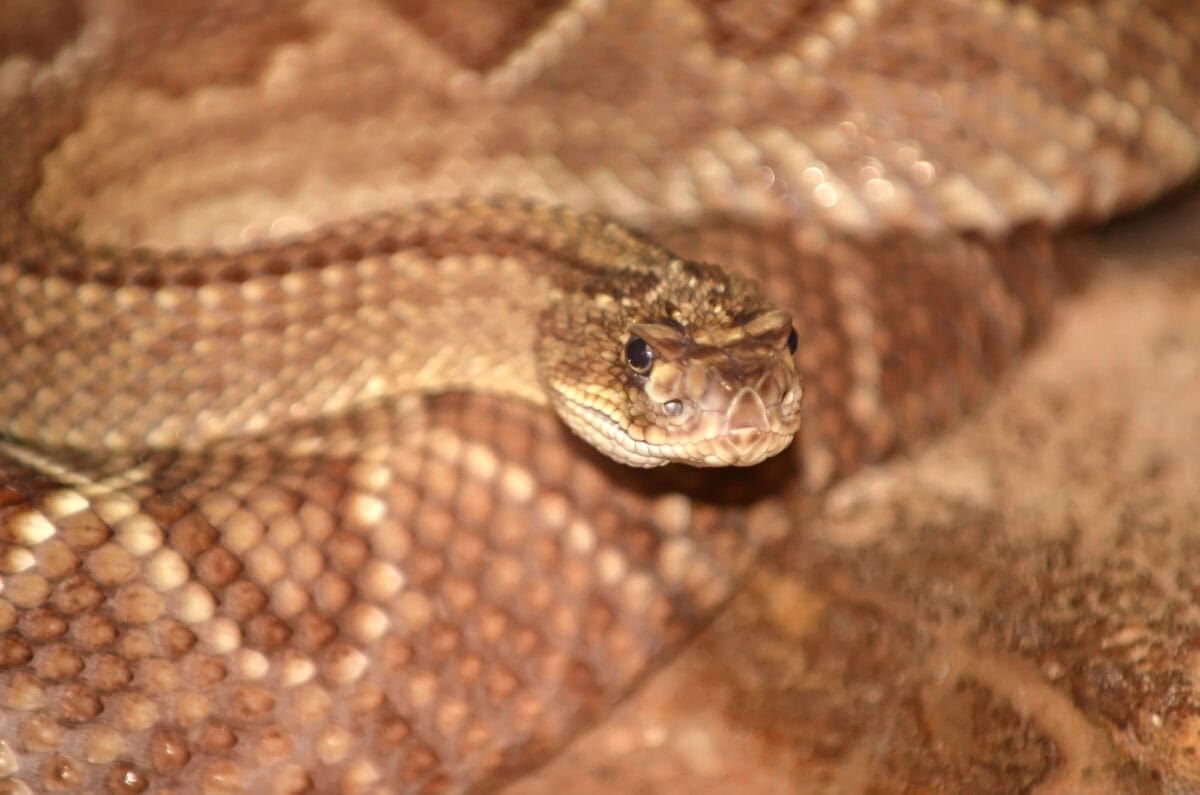 Osage Copperhead