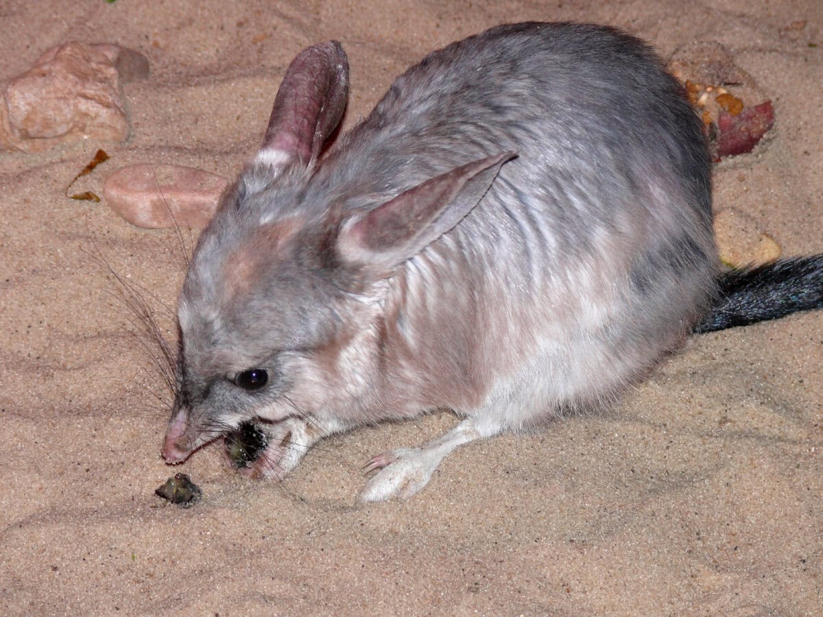 Australian Bilby