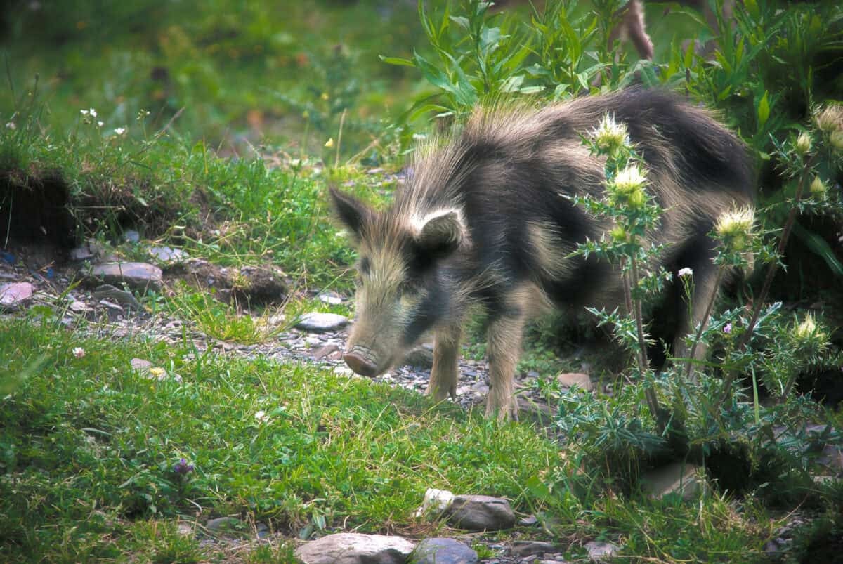Piglet, who lives in the mountains.