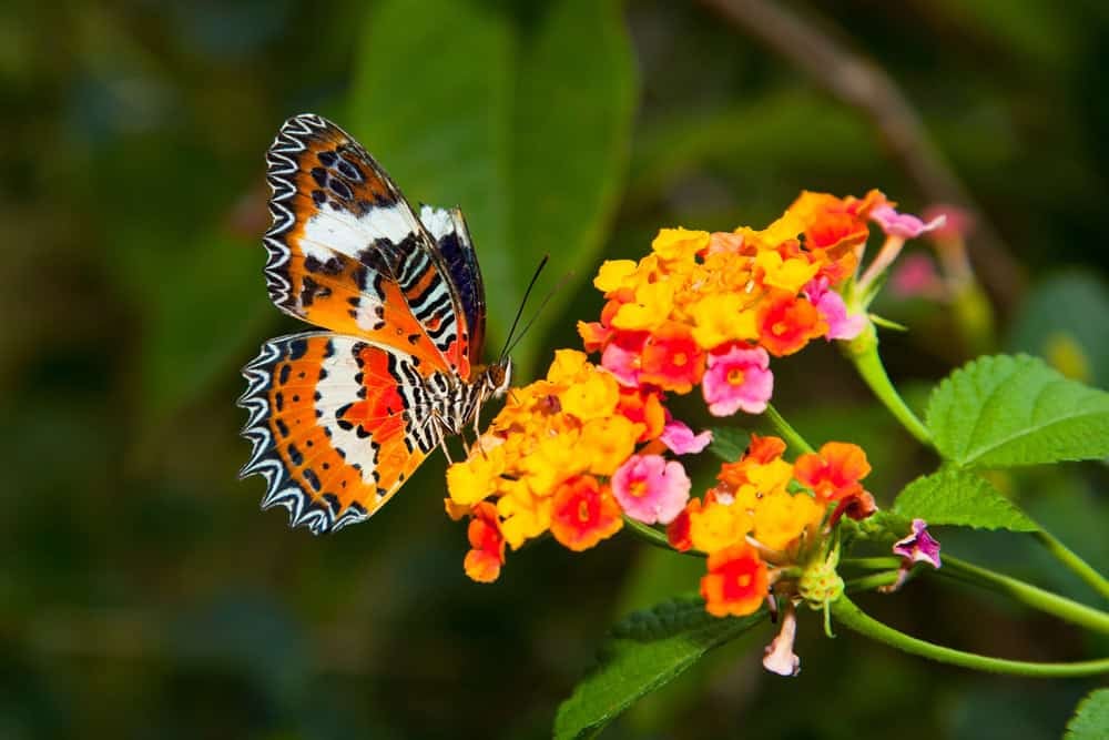 Schöner Schmetterling auf bunter Blume