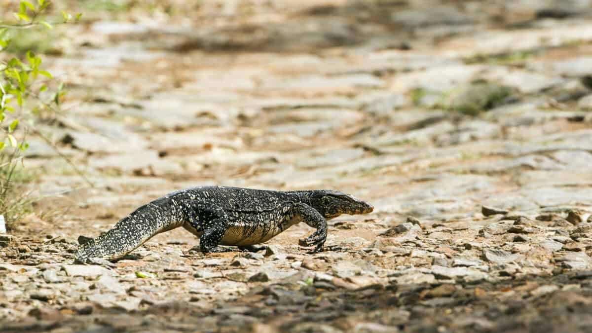 Asian Water Monitor