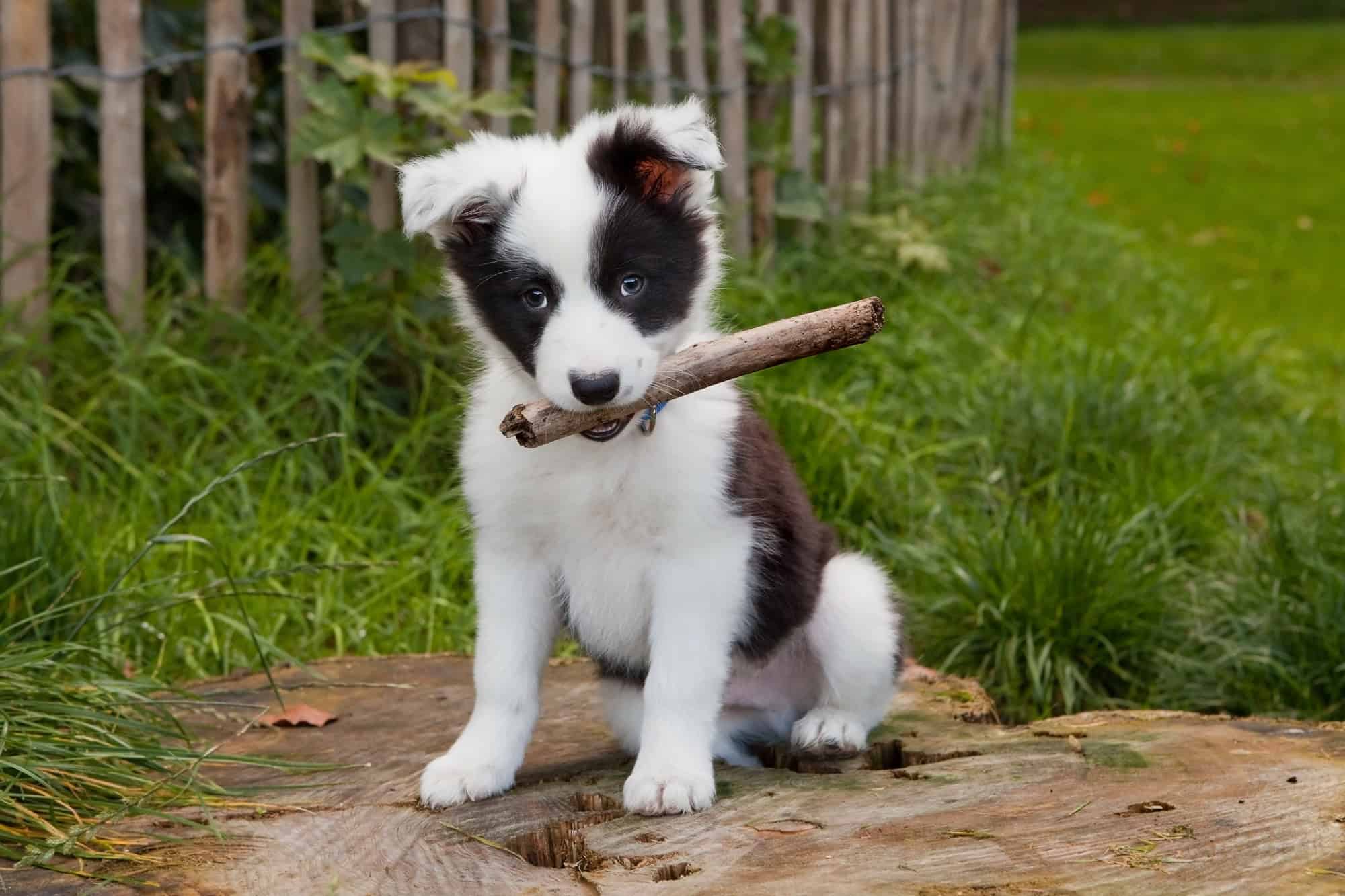 Puppy holding a stick.