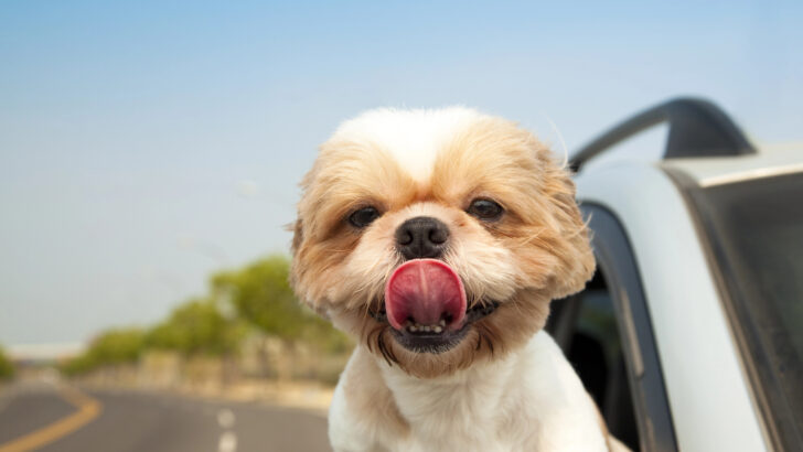 Essential Tips to Help Prepare Your Pup for a Long Road Trip