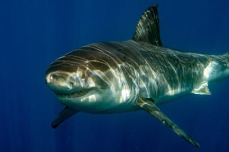 How Great White Sharks Are Expanding Into Northern Waters
