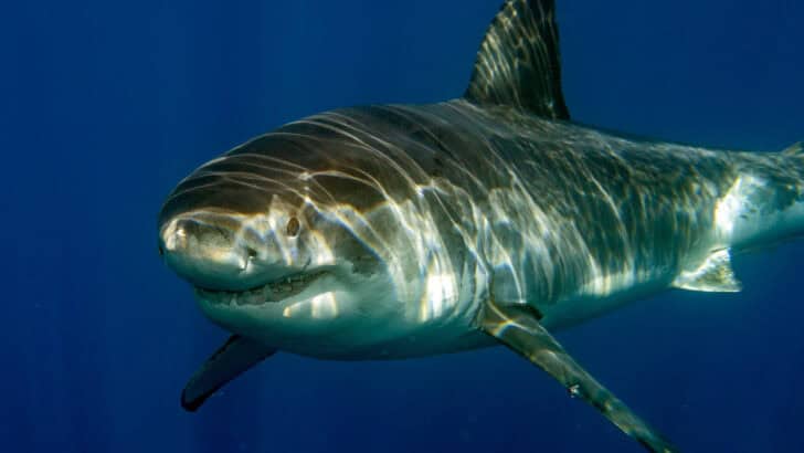 How Great White Sharks Are Expanding Into Northern Waters