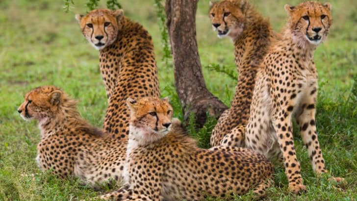 5 Unique Hunting Strategies of the Cheetah