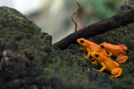 The Golden Mantella: Madagascar&rsquo;s Tiny Treasure