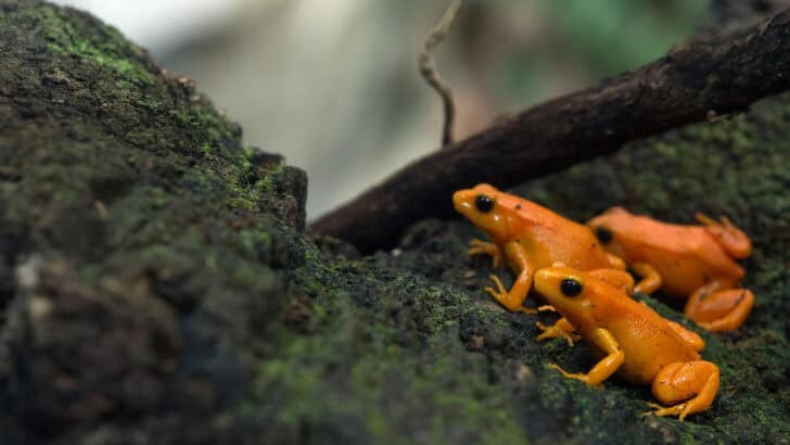 The Golden Mantella: Madagascar’s Tiny Treasure