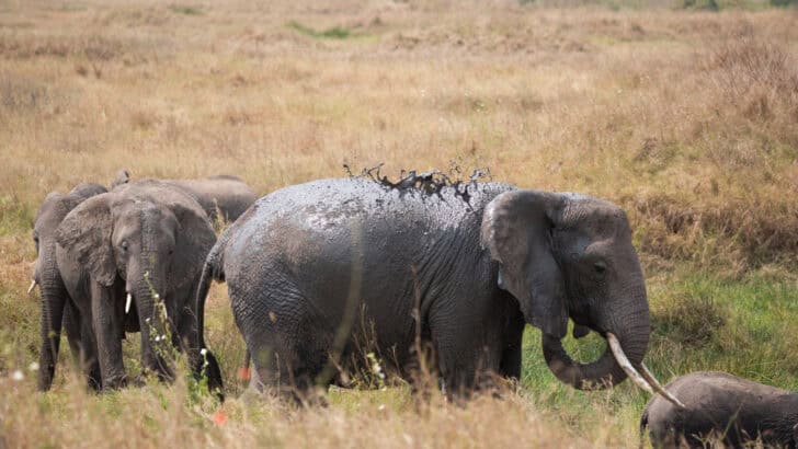 The Truth About Animal Mourning: What Science Is Revealing