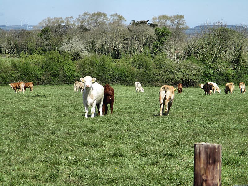 Farm Animals