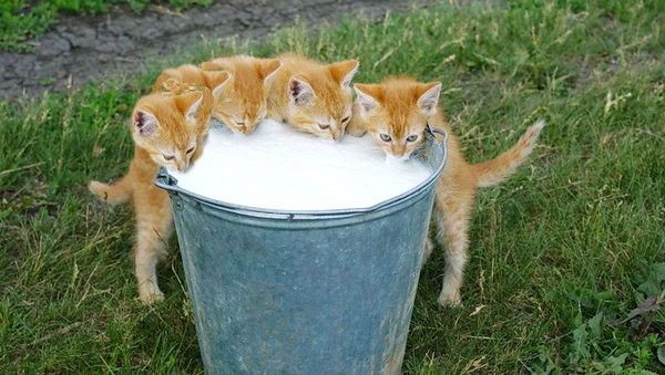 Five thirsty kittens