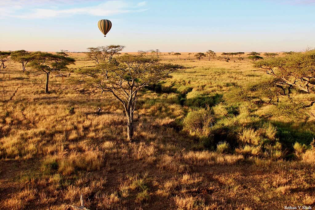 Floating through the Serengeti plains