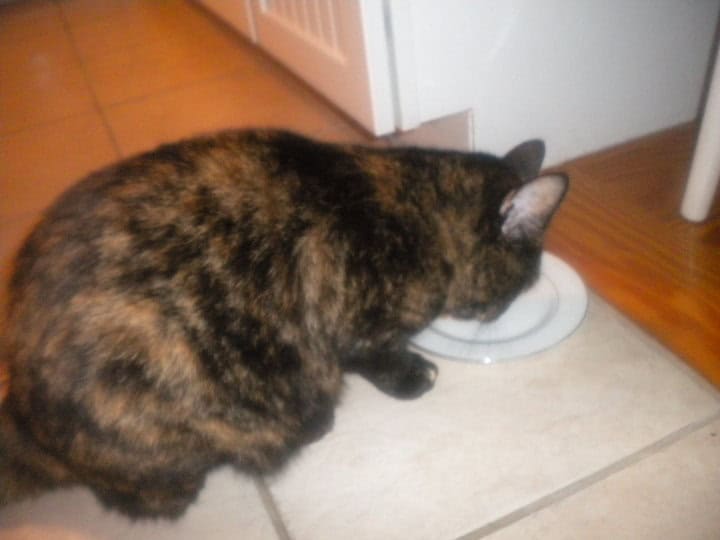 Gabi the cat, eating