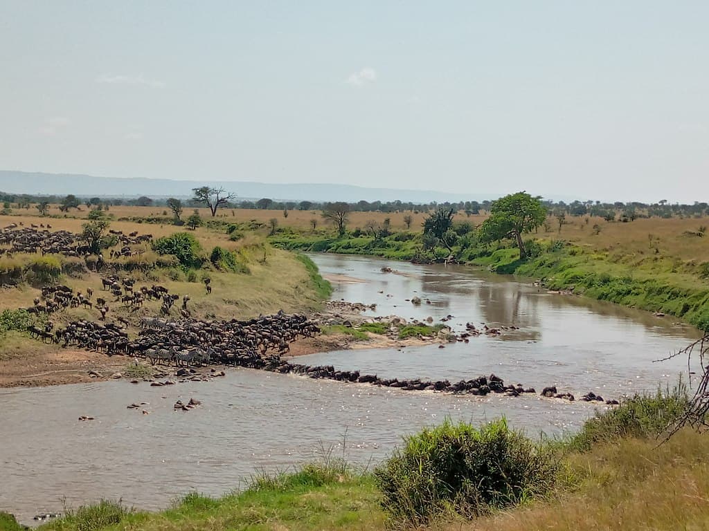 Great Migration in Kogatende, Serengeti by Tanzania GET Safaris