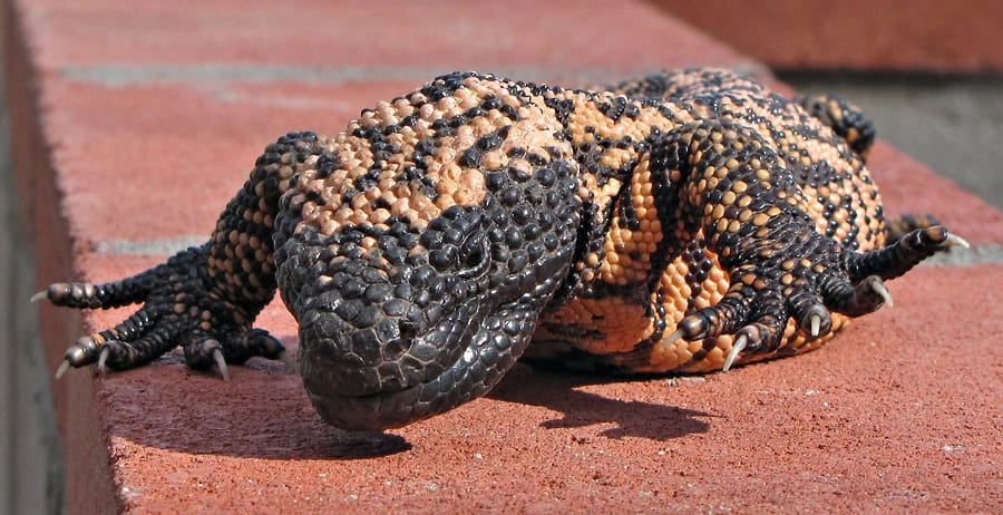Gila monster at the Arizona-Sonora desert museum.