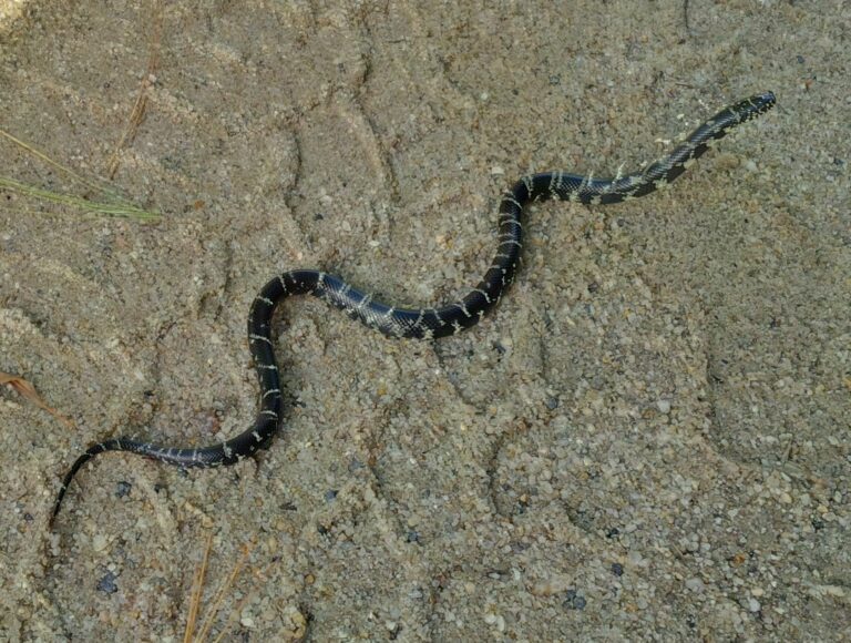 How King Snakes Hunt and Devour Venomous and Non-Venomous Snakes Alike