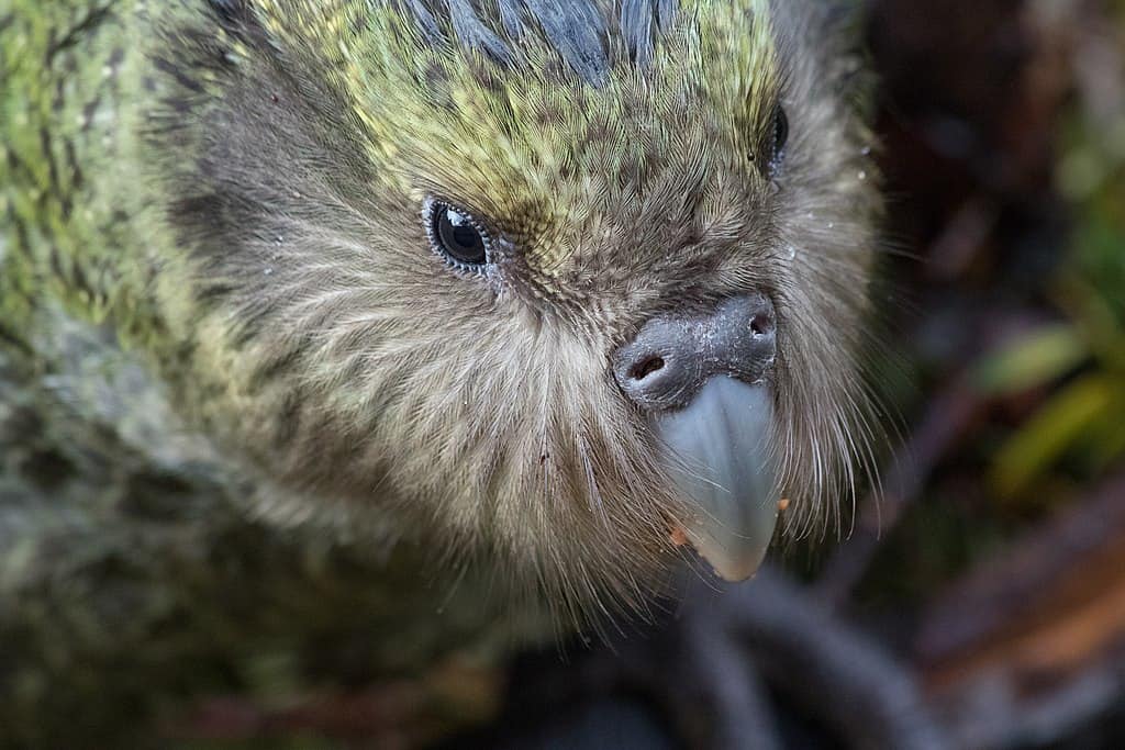 kakapo parrot