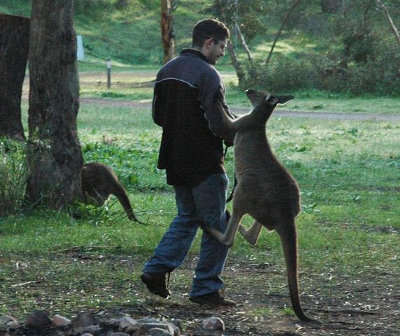 Kangaroo attack