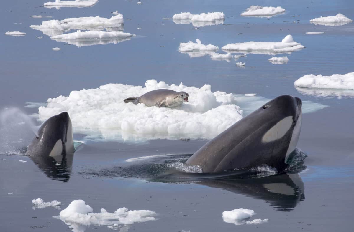 Killer whale surround a seal.